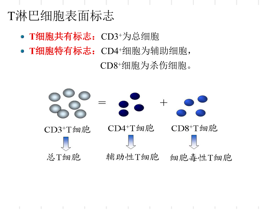 T细胞表型及脾细胞分离课件.ppt_第3页