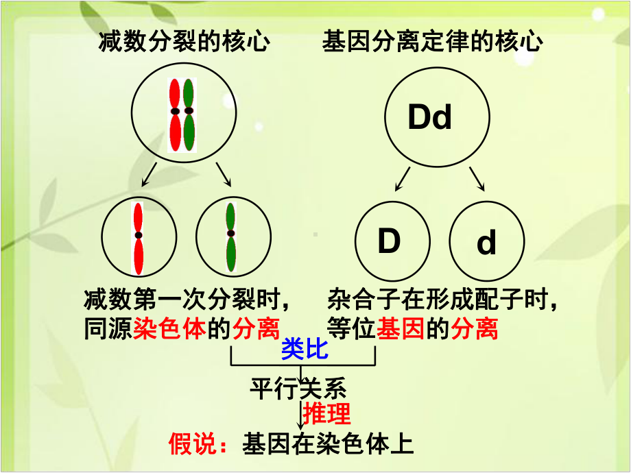 一轮复习--基因在染色体上与伴性遗传课件.ppt_第2页