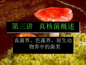 《真核菌概述》课件.ppt