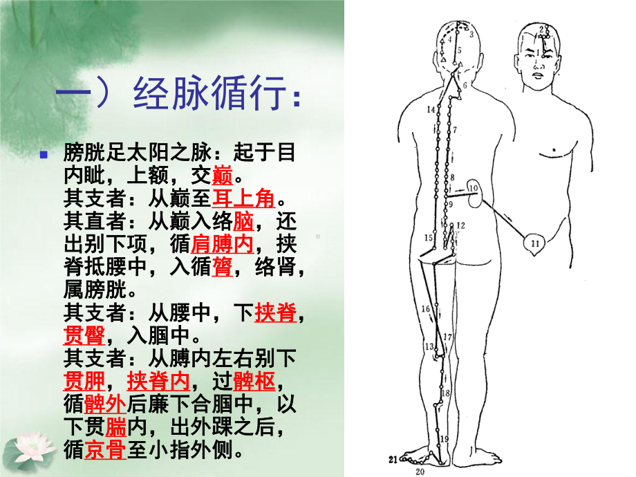 足太阳膀胱经推拿班 课件.ppt_第3页