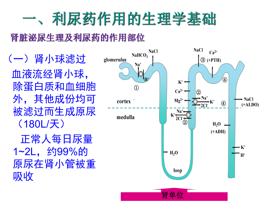 利尿药与脱水药课件讲义.ppt_第2页