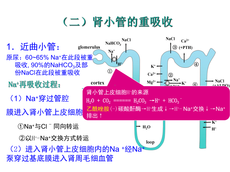 利尿药与脱水药课件讲义.ppt_第3页