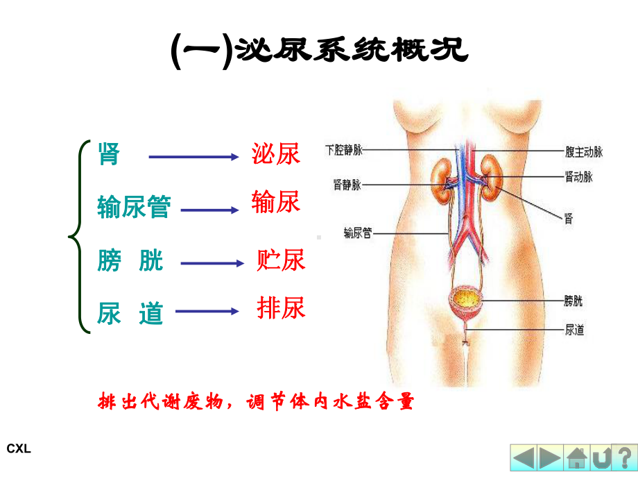 幼儿营养与卫生第六课排泄系统与内分泌系统课件.ppt_第2页