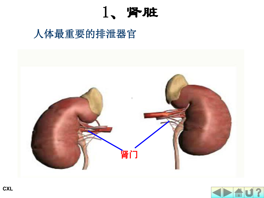 幼儿营养与卫生第六课排泄系统与内分泌系统课件.ppt_第3页