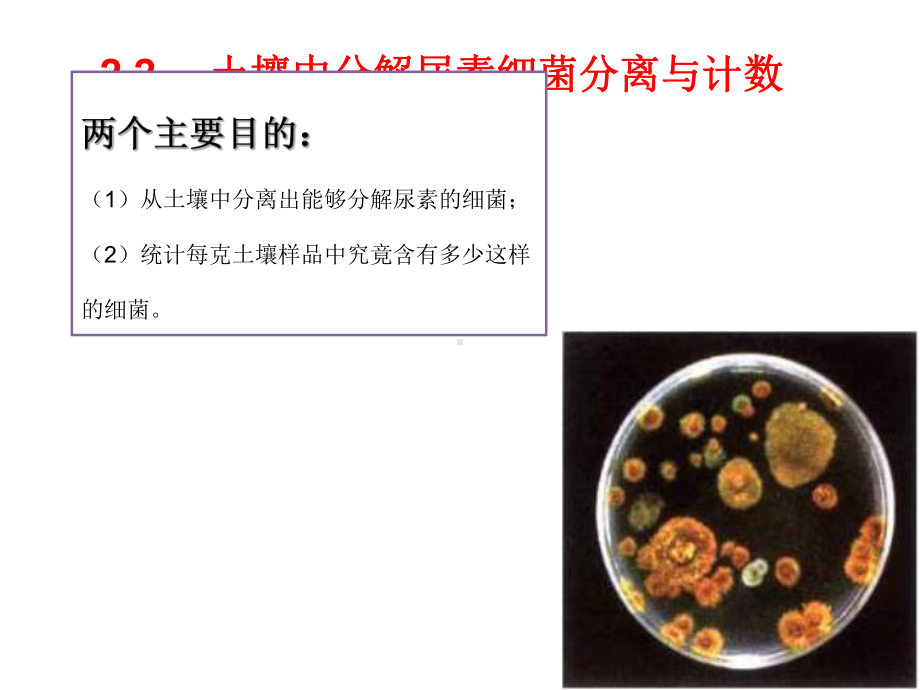 22土壤中分解尿素的细菌的分离与计数课件.ppt_第1页