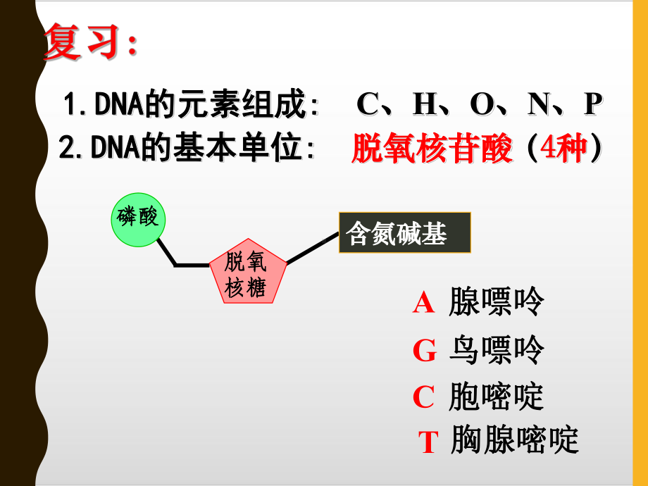 42-DNA分子的结构精美版课件.pptx_第2页