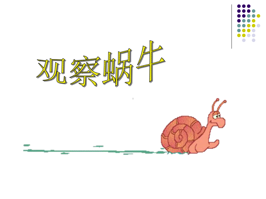 观察蜗牛重点课件.ppt_第1页