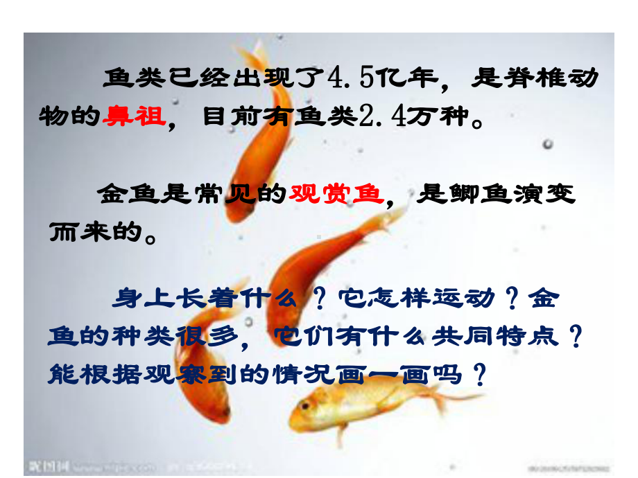 《金鱼》课件-资料.ppt_第3页