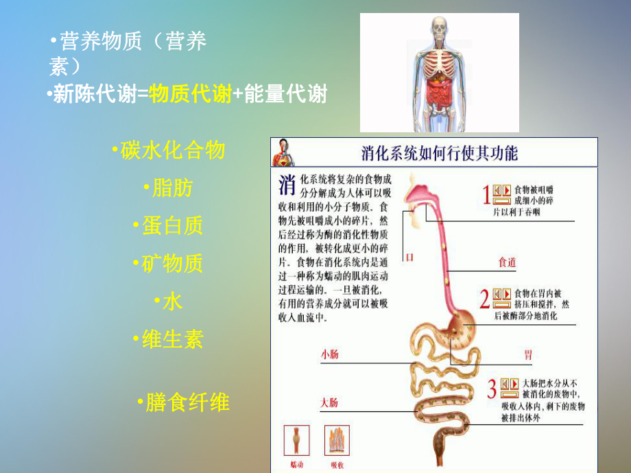 《人体解剖生理学》第八章：消化系统课件.pptx_第2页