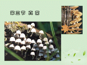 八年级生物第三节-真菌优秀课件.ppt