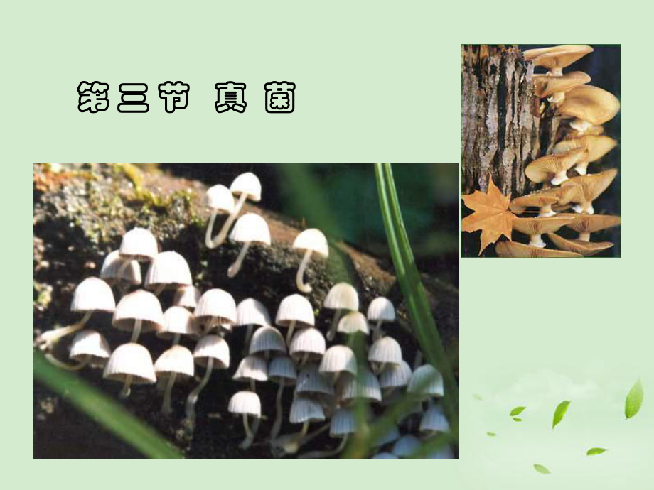 八年级生物第三节-真菌优秀课件.ppt_第1页