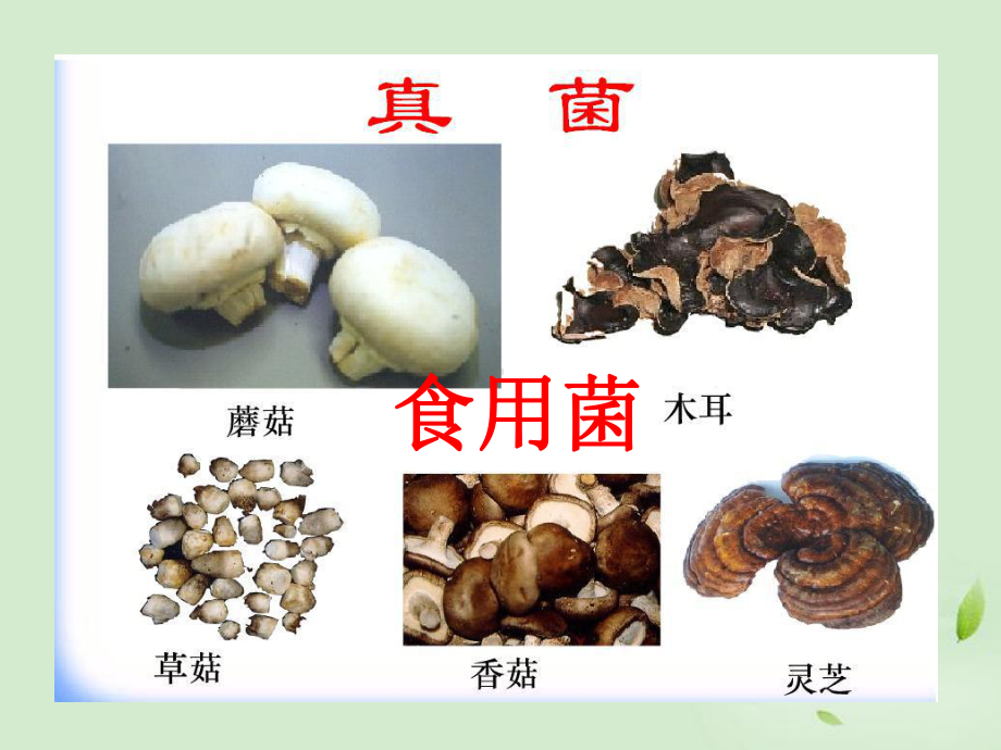 八年级生物第三节-真菌优秀课件.ppt_第2页