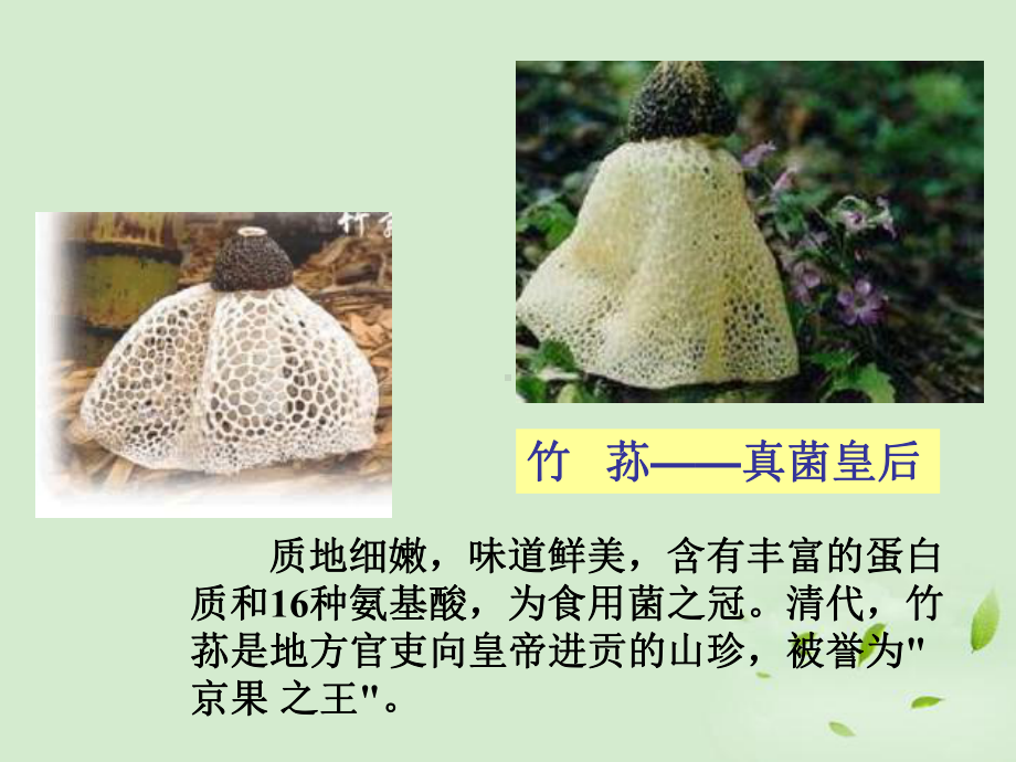 八年级生物第三节-真菌优秀课件.ppt_第3页