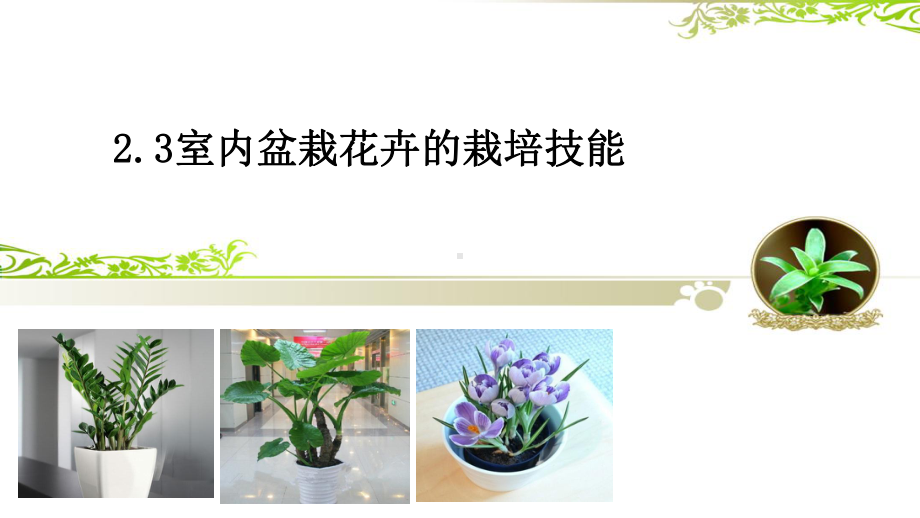 23-常见花卉的栽培与管理(一)-观叶类植物课件.ppt_第1页