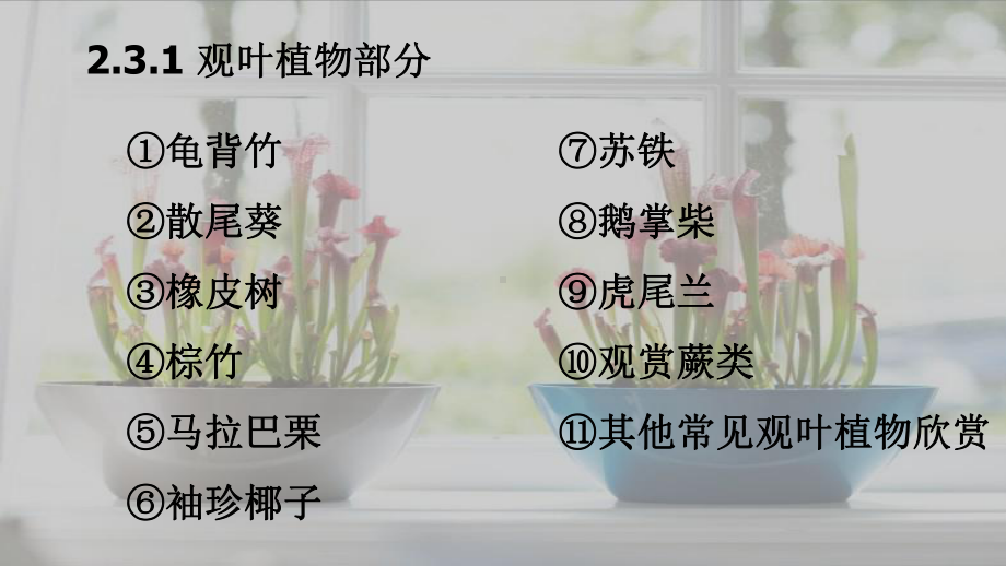 23-常见花卉的栽培与管理(一)-观叶类植物课件.ppt_第2页