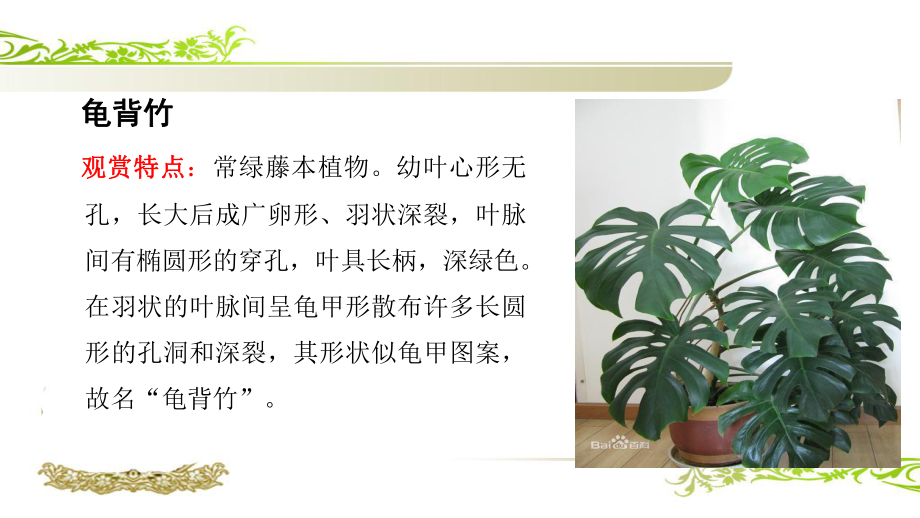 23-常见花卉的栽培与管理(一)-观叶类植物课件.ppt_第3页