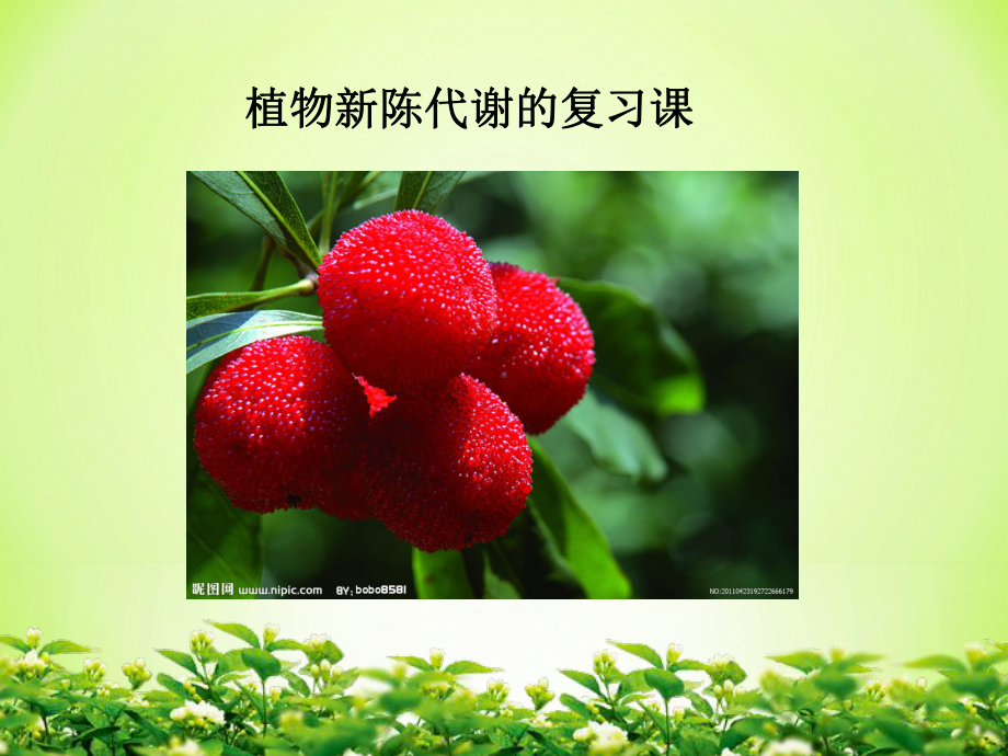 《植物的新陈代谢》课件.ppt_第1页