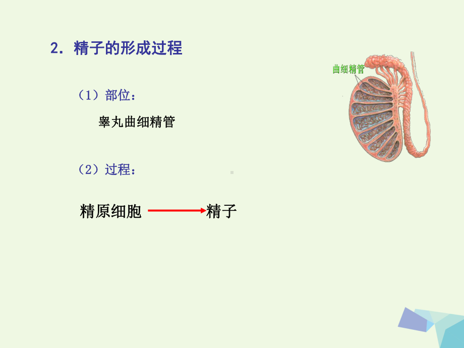 高中生物减数分裂和有性生殖细胞的形成北师大版必修2课件.ppt_第3页