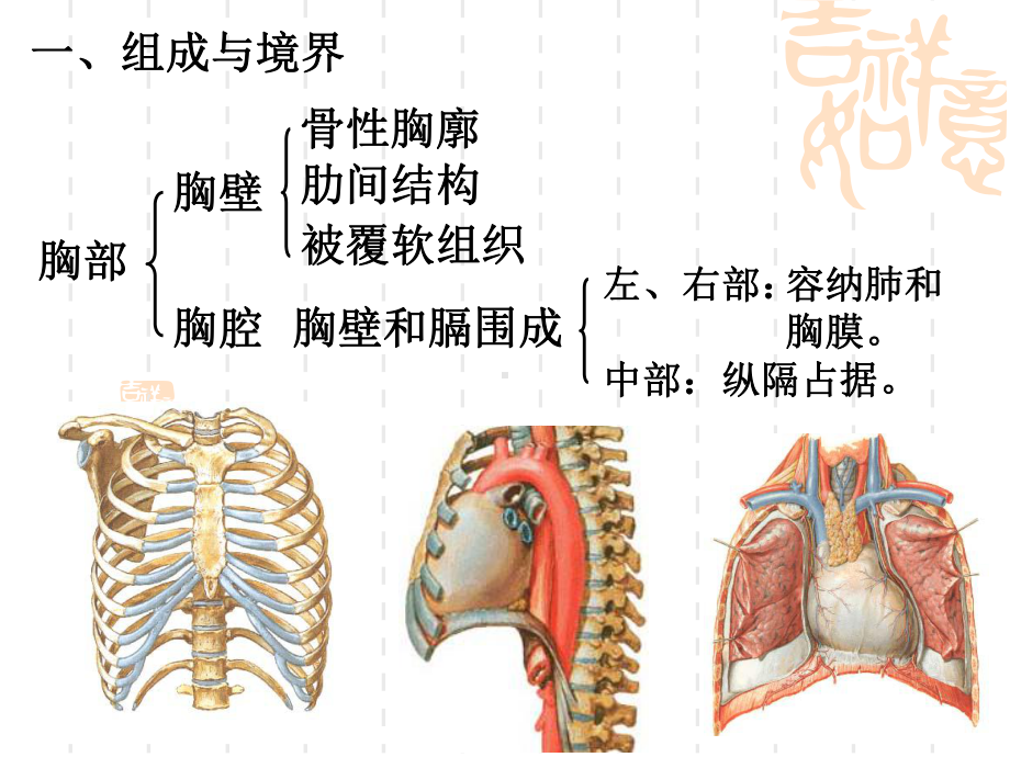 《胸部解剖邱解剖学》课件.ppt_第2页