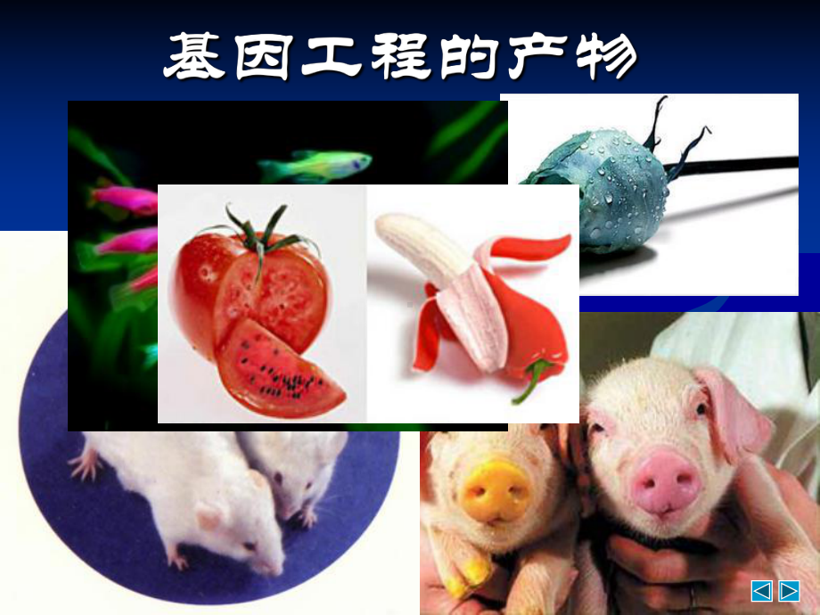 《基因操作工具》课件.ppt_第3页