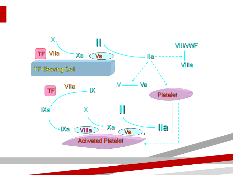 冯莹基因重组活化VII因子的临床应用课件.ppt_第2页