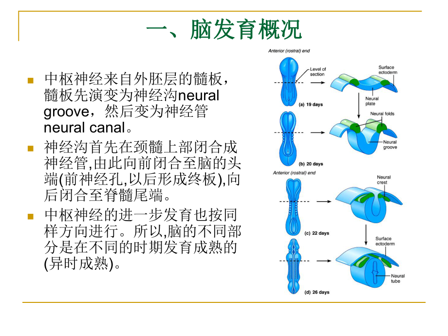 中枢神经系统的发育解析课件.ppt_第2页