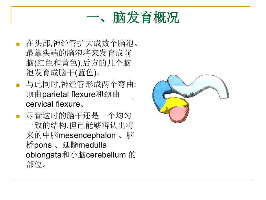 中枢神经系统的发育解析课件.ppt_第3页