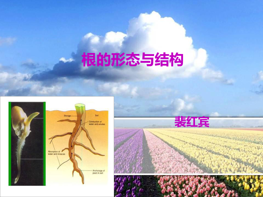 《根的形态与结构》课件.ppt_第1页