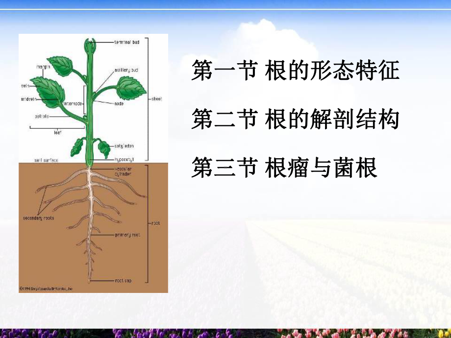 《根的形态与结构》课件.ppt_第2页