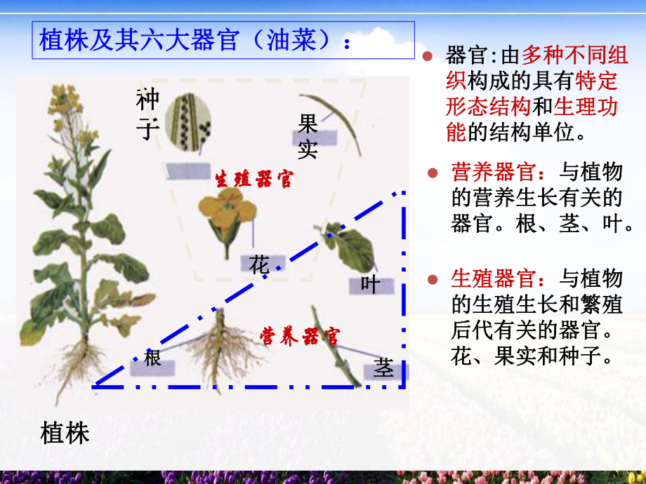 《根的形态与结构》课件.ppt_第3页