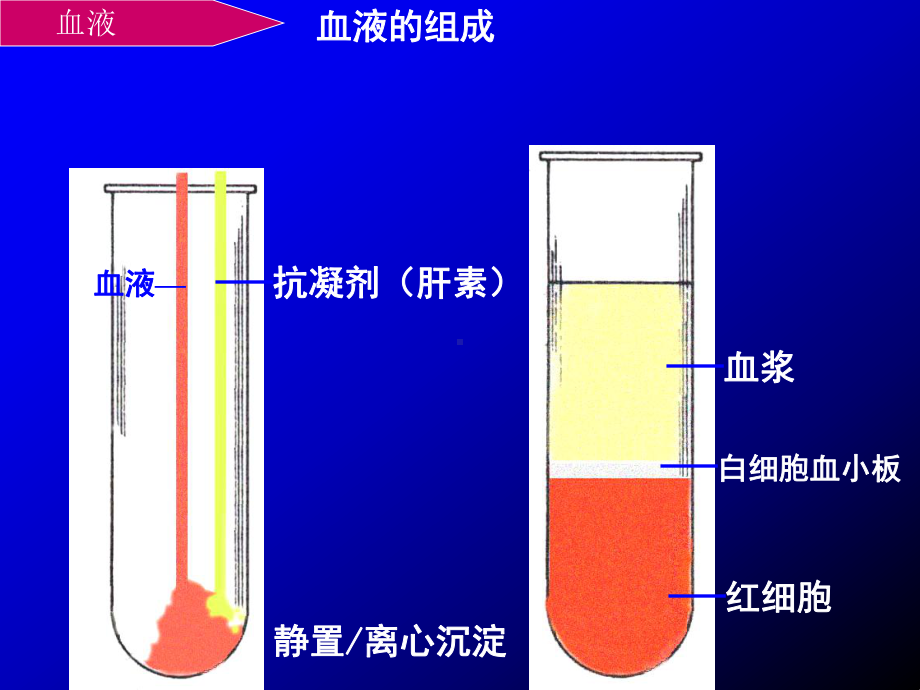 （血涂片） 血液课件.ppt_第3页