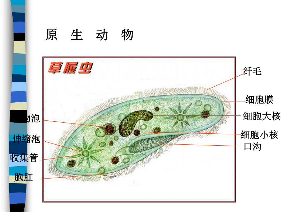 动物的分类1精选教学课件.ppt_第2页