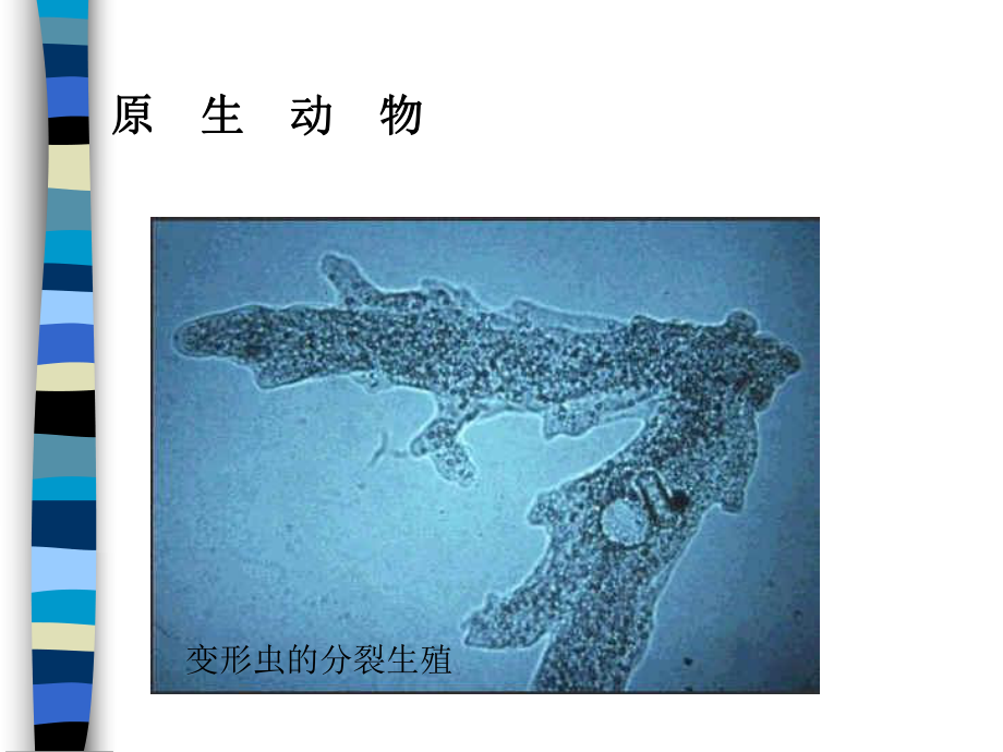 动物的分类1精选教学课件.ppt_第3页