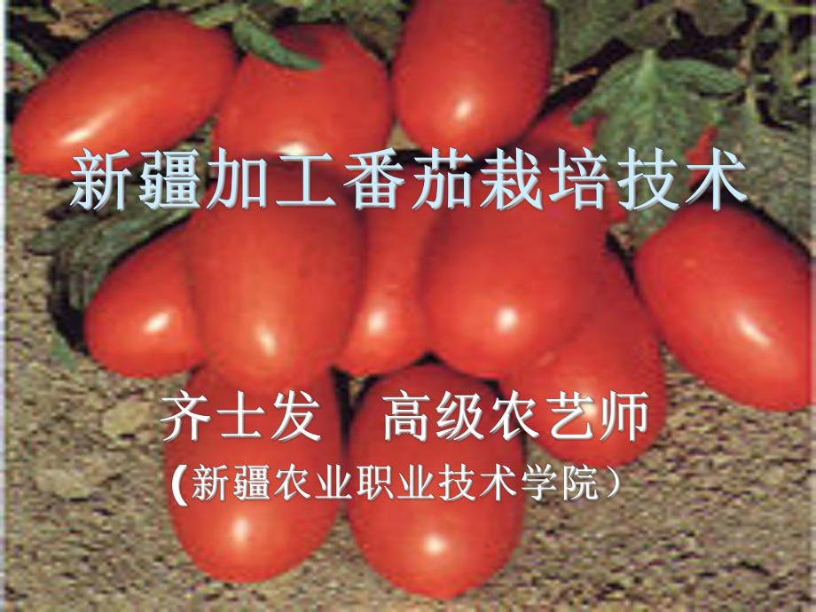 加工番茄课件.ppt_第1页