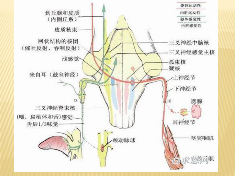 《中风假性球麻痹》课件.ppt_第3页