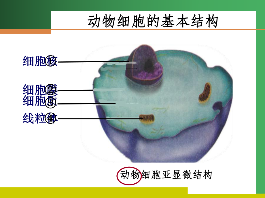 主题二-生物体的结构层次解读课件.ppt_第3页