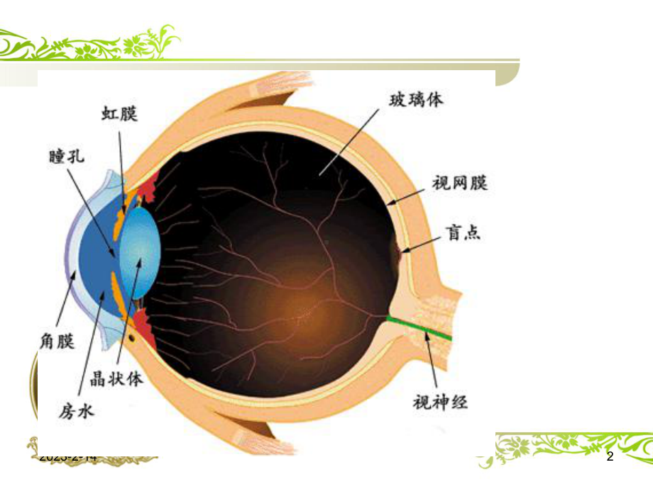 最新《白内障》课件.ppt_第2页