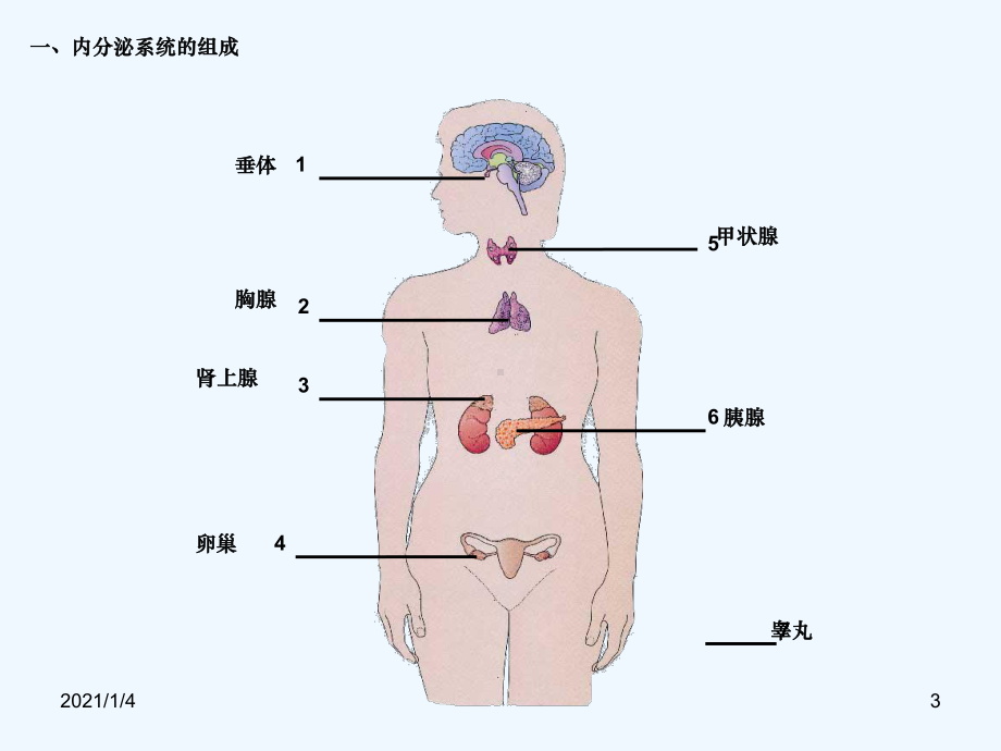 总人体生命活动的调节复习课件.ppt_第3页