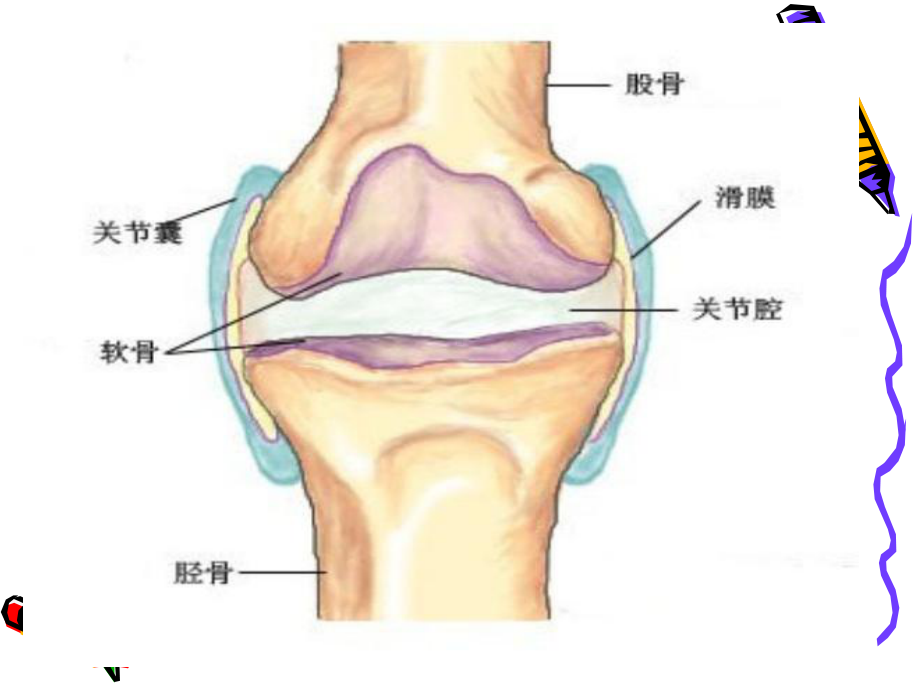 滑膜病变超声诊断概要课件.ppt_第3页