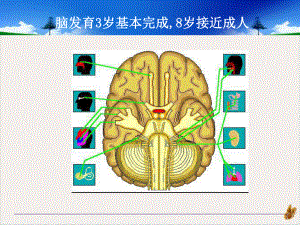 神经心理发育学时培训课件.pptx