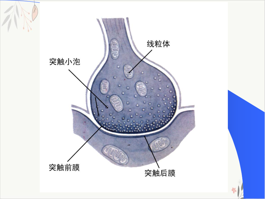 神经元信息传递课件.pptx_第3页