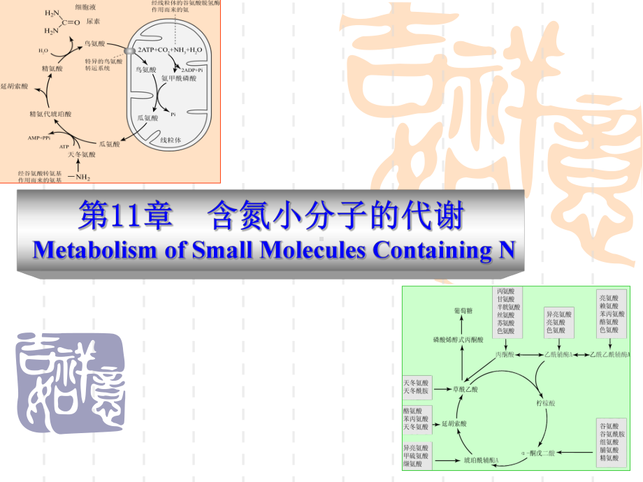 含氮小分子代谢课件.ppt_第1页