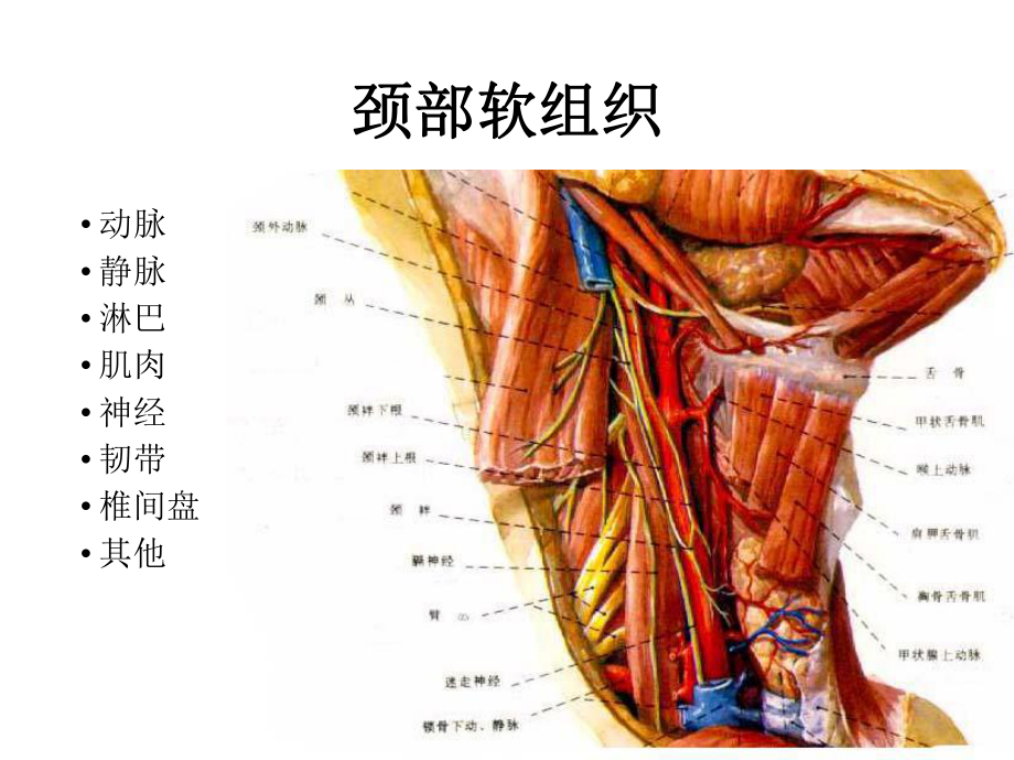 急性颈部软组织损伤课件.pptx_第3页