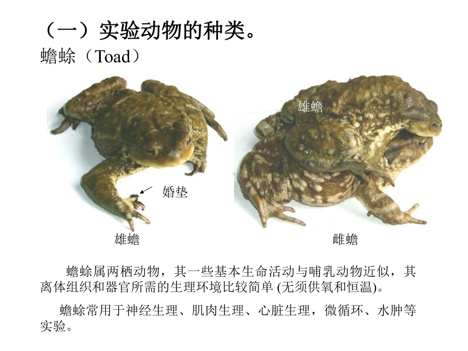 实验动物基本知识基本操作、实验方法-课件.ppt_第3页