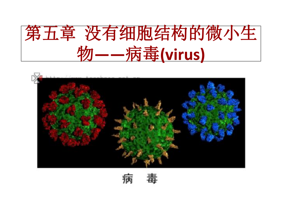 最新《病毒》详解学习课件.ppt_第2页