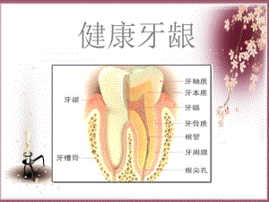 牙齿保健知识讲座课件.ppt