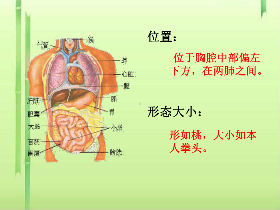 心脏课件-课件.ppt_第2页