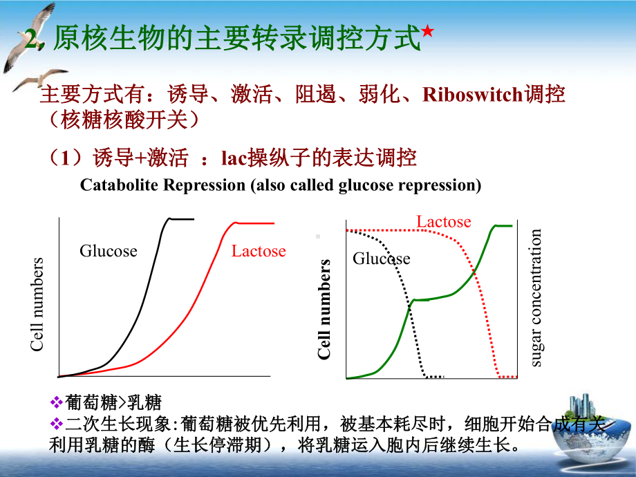 目的基因表达课件.pptx_第3页