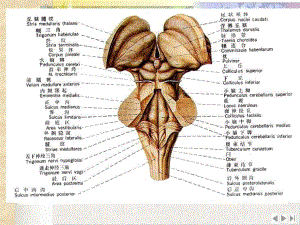 神经解剖脑干最新版课件.pptx