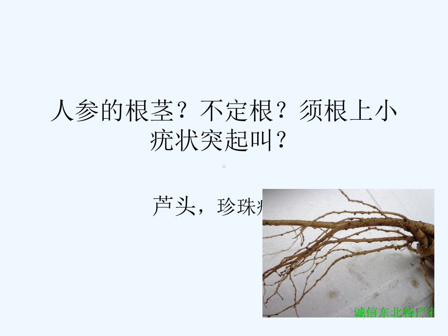 柴胡丹参黄芩课件.ppt_第3页